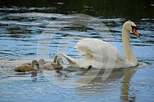 Swan and cygnets photo