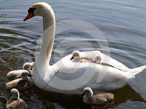 Swan and Cygnets photo