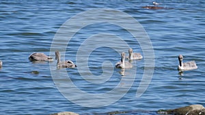 Swan with cygnets or baby swans