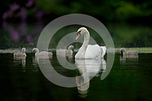 Swan and Cygnets Dabbling in Ornate Lake