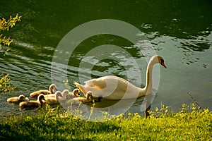 Swan with cygnets on Ljubljanica river, Slovenia