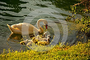 Swan with cygnets on Ljubljanica river, Slovenia