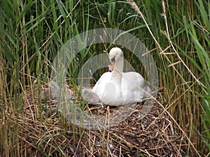 Swan with cygnets