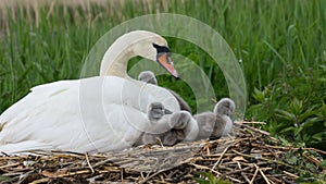 Swan With Cygnets