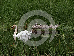 Swan With Cygnets on nest