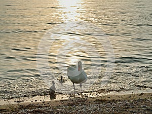Swan with cygnets waddling to shore by sunset reflected on water surface