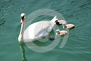 Swan and cygnets on water