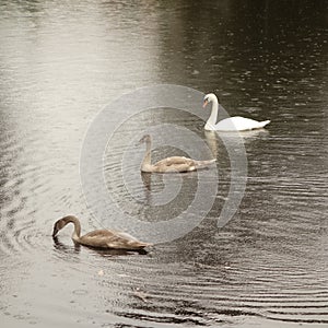 Swan and Cygnets