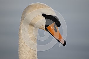 Swan - cygnini