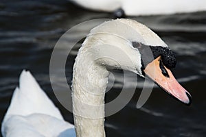 Swan (Cygnini)