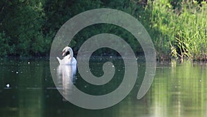 Swan, Cygnini, lazily drifting and pruning itself on the calm river spey, scotland.