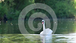 Swan, Cygnini, lazily drifting and pruning itself on the calm river Spey, Scotland.