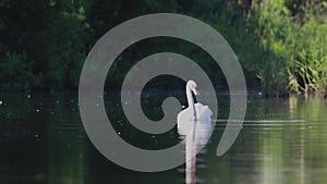 Swan, Cygnini, lazily drifting and pruning itself on the calm river spey, scotland.