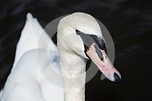 Swan (Cygnini)