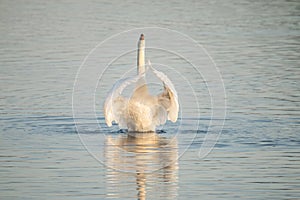 Swan, Cygnini. White swan.