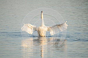 Swan, Cygnini. White swan.