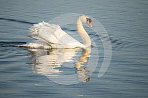 Swan, Cygnini. White swan.