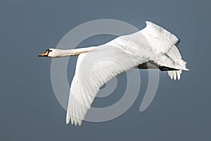 Swan, Cygnini. White swan.
