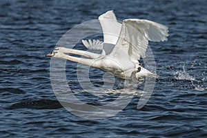 Swan, Cygnini. White swan.