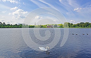 Swan cygnus anatidae and Geese Branta canadensis