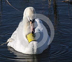 Swan-Cygnus on a lake in high grass. photo