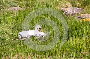 Swan (Cygnus olor) with chicks