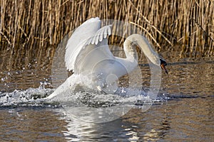 Swan Cygnus olor landing in the marshes of the Ampurdan