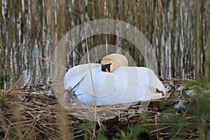 A swan, Cygnus, sitting on hist nest that has been build between the reeds around a small lake photo