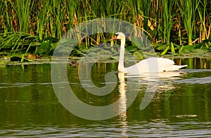 Swan in Danube Delta