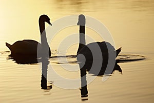 Swan at dawn