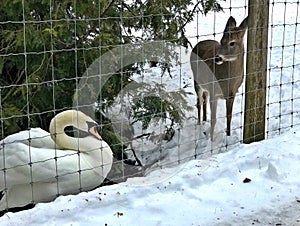 Swan and Deer