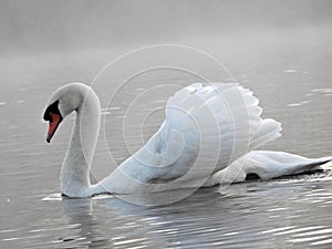 A swan defending its territory