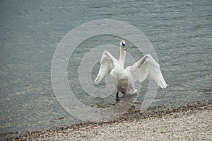 swan Deploying his wings in the lake