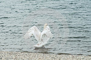 Swan Deploying his wings in the lake back view