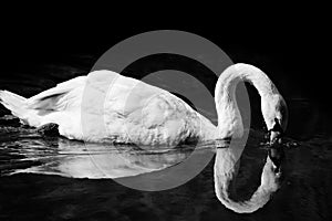 Swan Dipping Beak Into Water