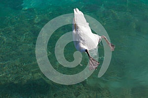 Swan dived into the water