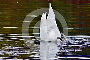Swan diving for its dinner