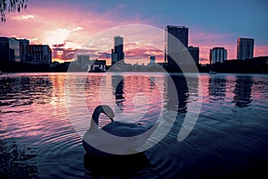 Swan in a dramatic sunset in Lake Eola