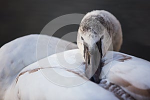 Swan