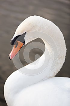 Swan