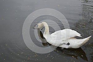 Swan Drink