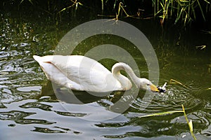 swan
