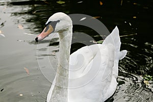 The swan drinks water, beaks drip from the beak