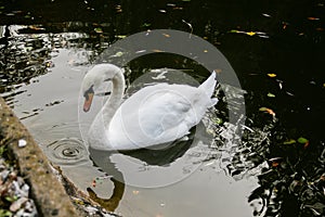 The swan drinks water, beaks drip from the beak