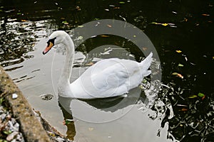 The swan drinks water, beaks drip from the beak