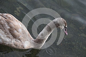 Swan drops sea