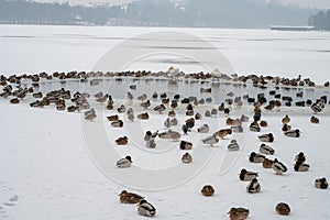 swan duck birds on a frozen lake in Mragowo