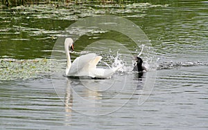 Swan and duck, neighborhood quarrels.