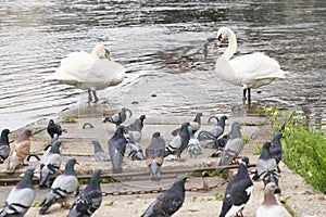 Swan duck pigeons group together, at river bank