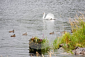 Swan with ducks on a lake in Ireland